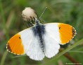 /album/my-local-birding-gallery/orange-tip-butterfly-jpg/